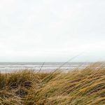 PT. Wira Karitas Buka Rekrutmen Sawit dengan Fasilitas Asuransi dan Mess