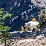 Dari 1,4 Juta Lowongan Di Luar Negeri, Indonesia Baru Bisa Suplai 300 Ribu Tenaga Kerja