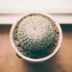 Ironi Kerja di Jepang: Banting Tulang Hingga 5 Kali Lebaran Tak Pulang, tapi Setelah Sukses Hasilnya Tak Bisa Dinikmati