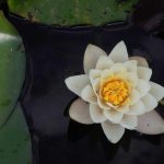 Dosen HI Ungkap Alasan Indonesia Jadi Negara Paling Rentan Penipuan Loker