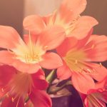 PCO Sebut Saran Pemerintah Agar WNI Cari Kerja ke Luar Negeri Ibarat Budaya Merantau