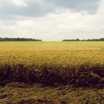 Jeritan Anak-anak Muda Indonesia di Kamboja Kian Nyaring, Sampai Kapan Mereka Jadi Korban?