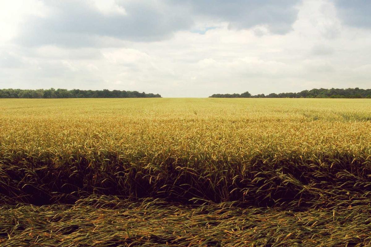 Jeritan Anak-anak Muda Indonesia di Kamboja Kian Nyaring, Sampai Kapan Mereka Jadi Korban?