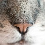 Lowongan Dalam Negeri Makin Sulit, Anak Muda Serbu LPK Kapal Pesiar, Jepang & Jerman