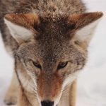 Nakertrans NTT Siapkan Job Fair May Day 2026, Buka Peluang Kerja Dalam dan Luar Negeri – Victory News